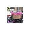 Thirard Lot de 10 tendeurs à crochet, couleurs assorties -