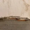 Idroless Etanchéité Du Mur Intérieur-Mortier sec anti-sel (20 kg). Crée une couche isolante sur le mur qui empêche l'apparition de taches de sel causées par l'humidité